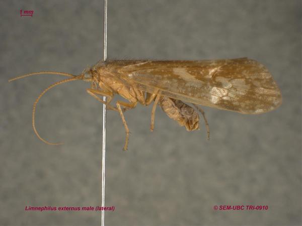 Photo of Limnephilus externus by Spencer Entomological Museum